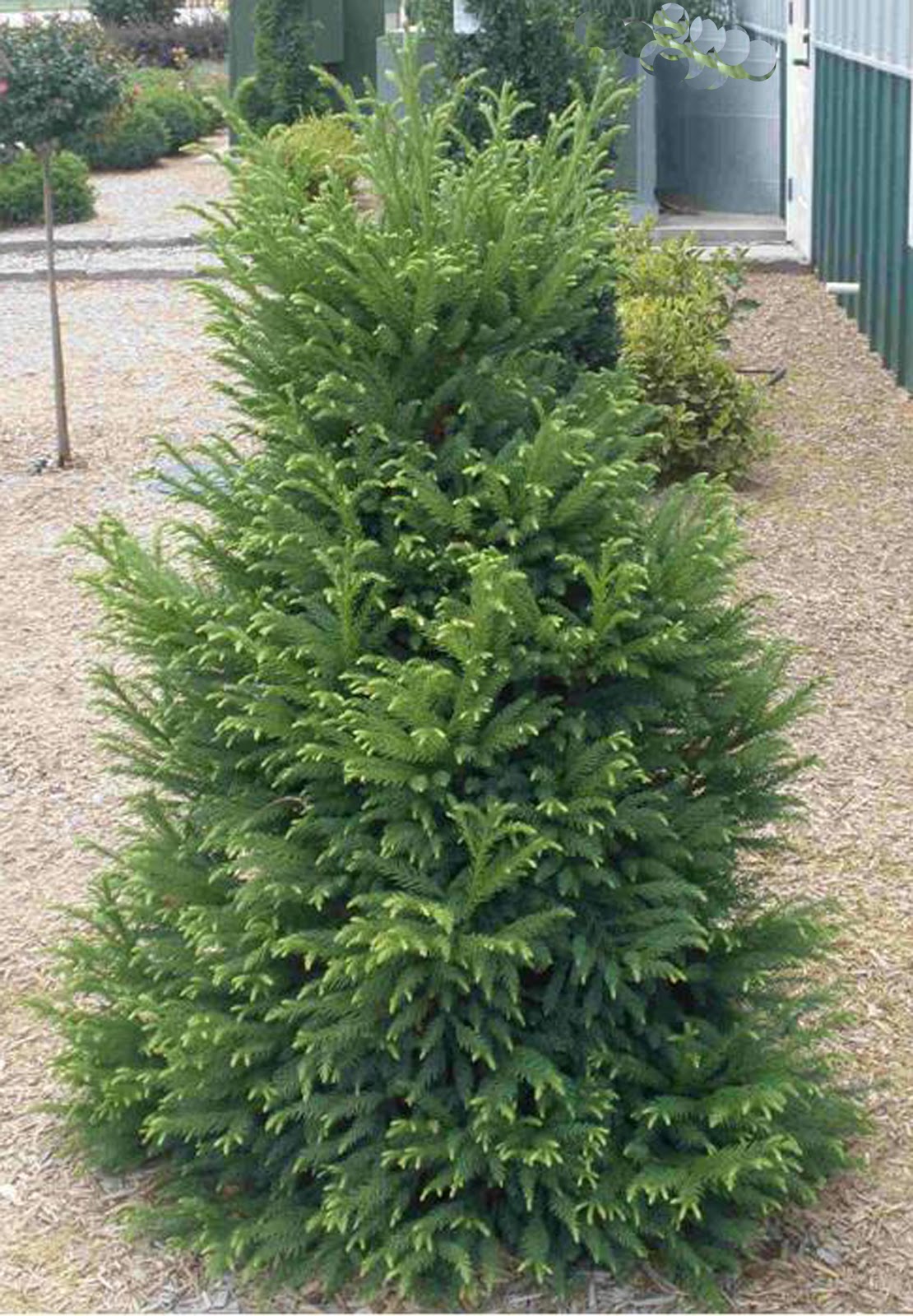 dwarf cryptomeria evergreen trees zone landscaping shrubs pyramidal provides year tree interest round conifer garden landscape